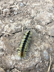 Lophocampa ingens