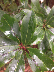 Arbutus