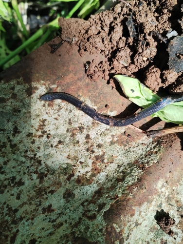 Hoffmann's Earth Snake