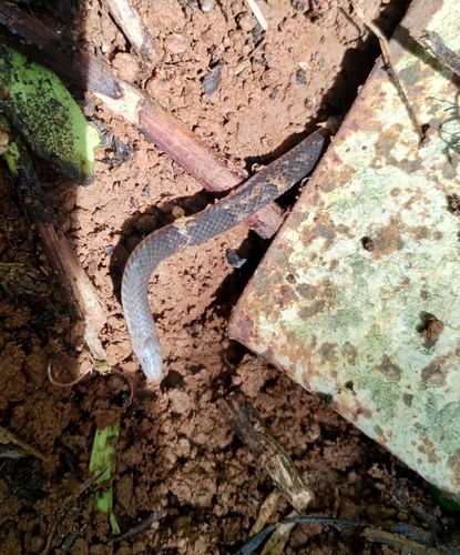 Hoffmann's Earth Snake