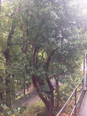 Arbutus