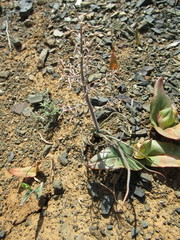 Trachyandra thyrsoidea