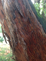Arbutus