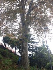 Platanus × hispanica