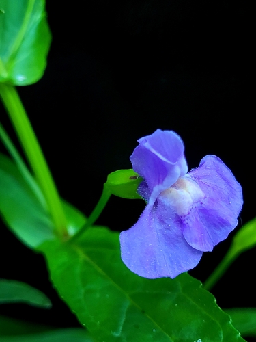 Mimulus ringens var. ringens