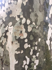Platanus × hispanica