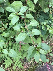 Venezuelan pokeweed