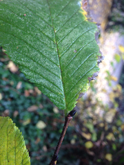 Ulmus glabra