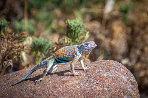 Greater Earless Lizard, Tonto National Forest, Apache Junction, AZ, US, photo 8 of 10