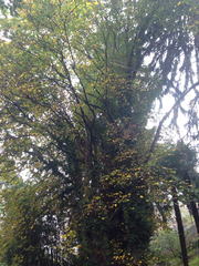 Ulmus glabra