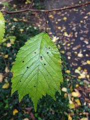 Ulmus glabra
