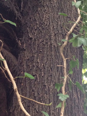 Ulmus glabra