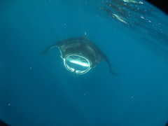 Mobula birostris