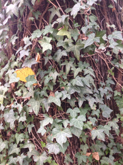 Hedera helix