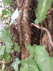 Hedera helix