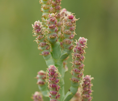 Arthroceras subterminale