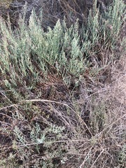 Arthroceras subterminale