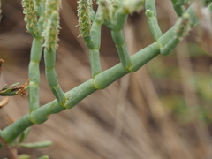 Arthroceras subterminale