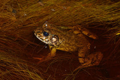 Lithobates heckscheri
