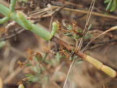 Arthroceras subterminale