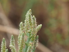 Arthroceras subterminale