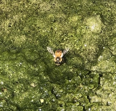 Apis mellifera
