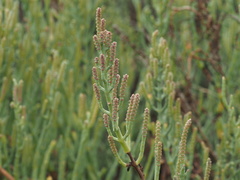 Arthroceras subterminale