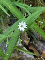 Pseudostellaria jamesiana