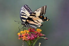 Papilio glaucus