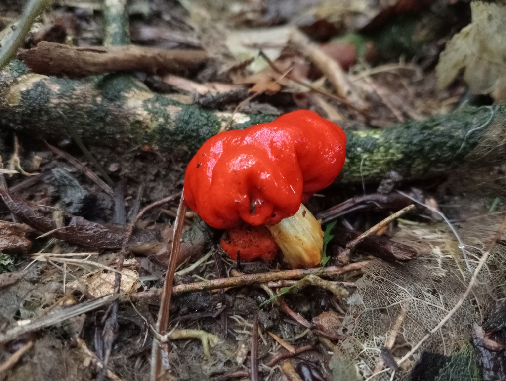 Leratiomyces erythrocephalus · July 2025 · photo: © john_barkla (iNaturalist, cc0)
