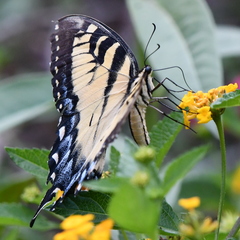 Papilio glaucus