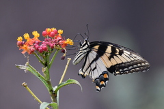Papilio glaucus