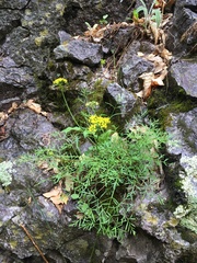 Cymopterus