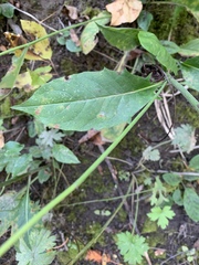 Hieracium lachenalii