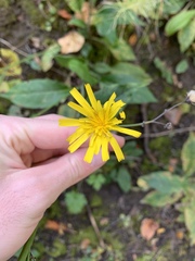 Hieracium lachenalii