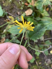Hieracium lachenalii