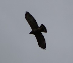 Buteo platypterus