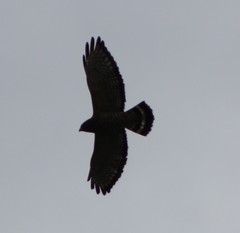 Buteo platypterus