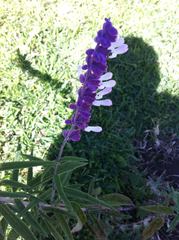 Salvia leucantha