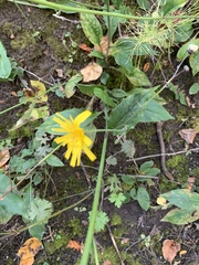 Hieracium lachenalii