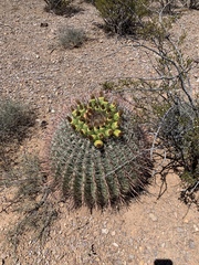 Ferocactus wislizeni