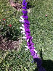 Salvia leucantha