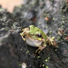 Hyla japonica