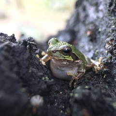 Hyla japonica