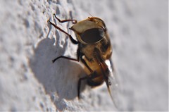 Copestylum quadratum