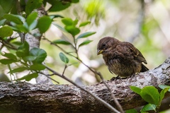 Pipilo maculatus socorroensis