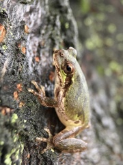 Hyla japonica