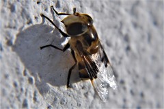 Copestylum quadratum