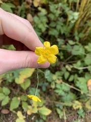 Ranunculus acris