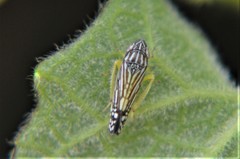 Graphocephala pulchra